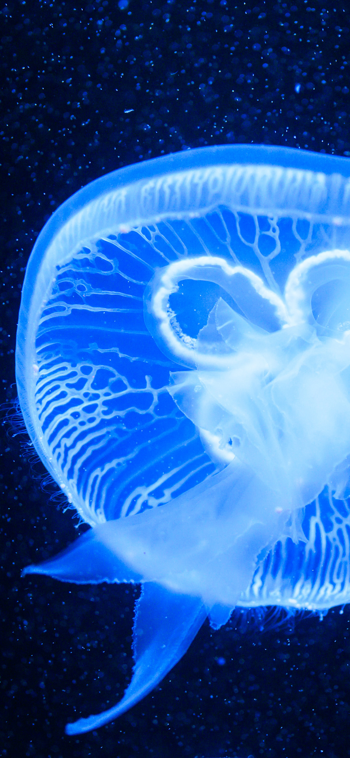 [2436×1125]水母 浮游 软体 透明 苹果手机壁纸图片