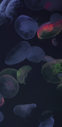 [2436x1125]水母 浮游 透明 密集 苹果手机壁纸图片