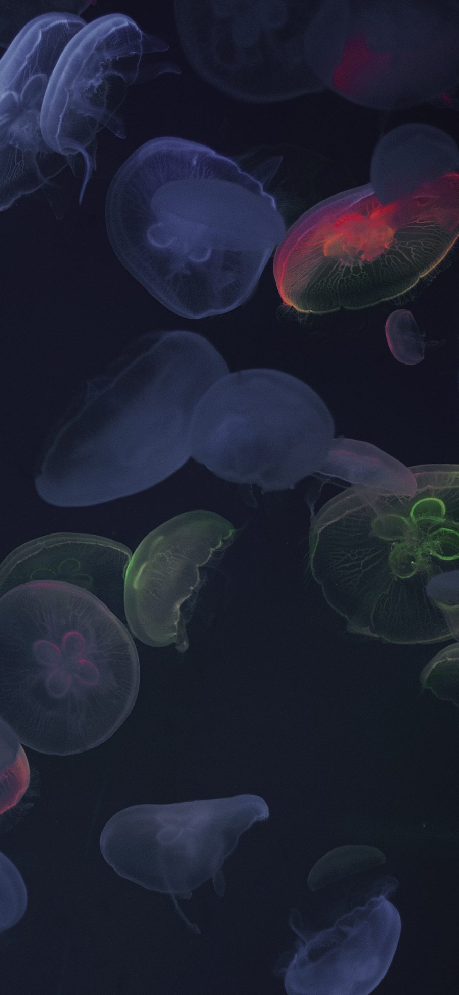 [2436×1125]水母 浮游 透明 密集 苹果手机壁纸图片