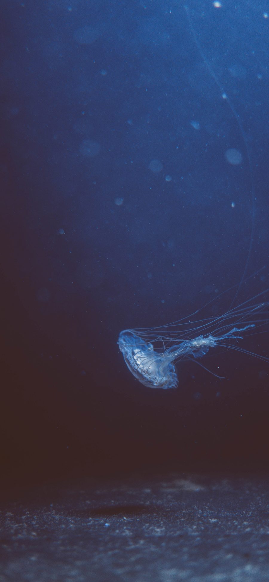 [2436×1125]水母 浮游 透明 海底 苹果手机壁纸图片