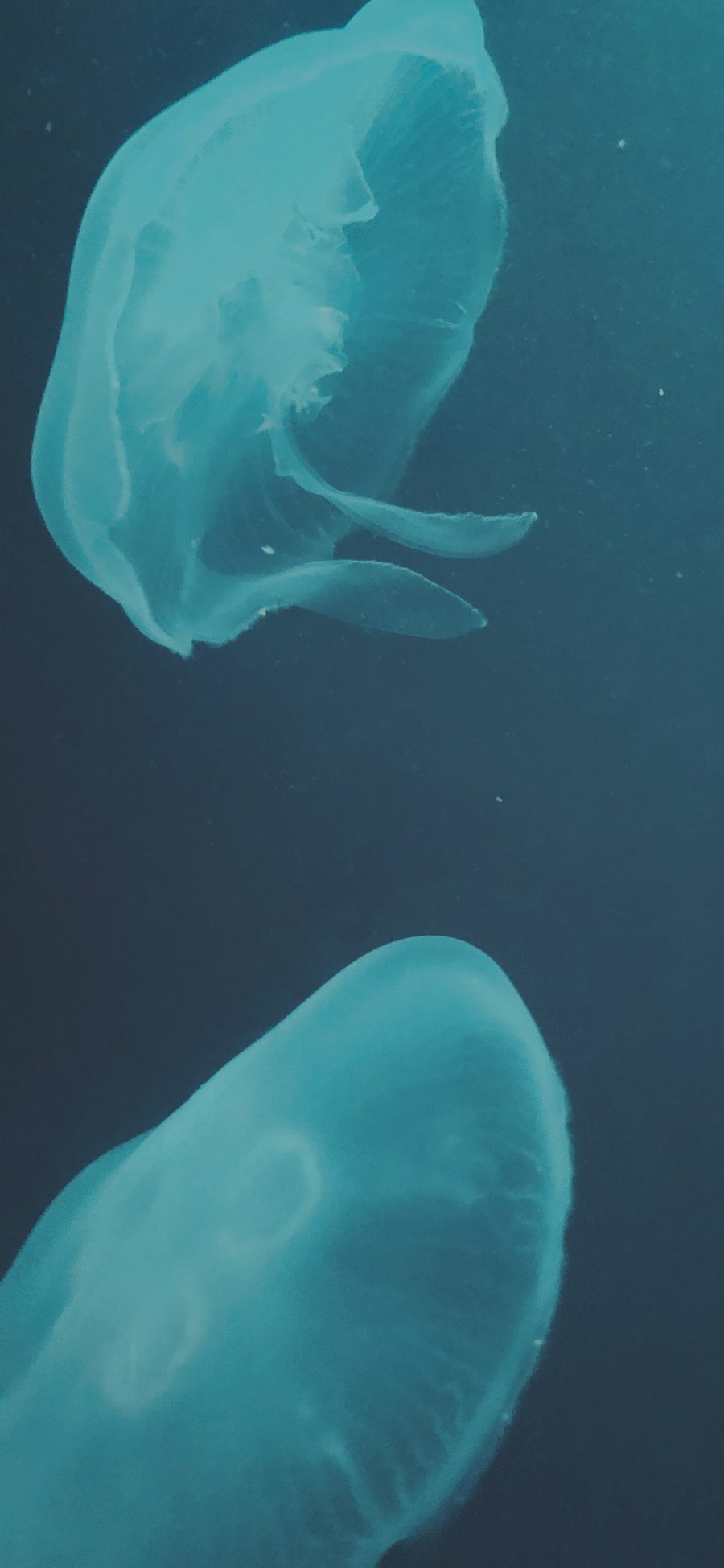 [2436×1125]水母 浮游 透明 海水 苹果手机壁纸图片