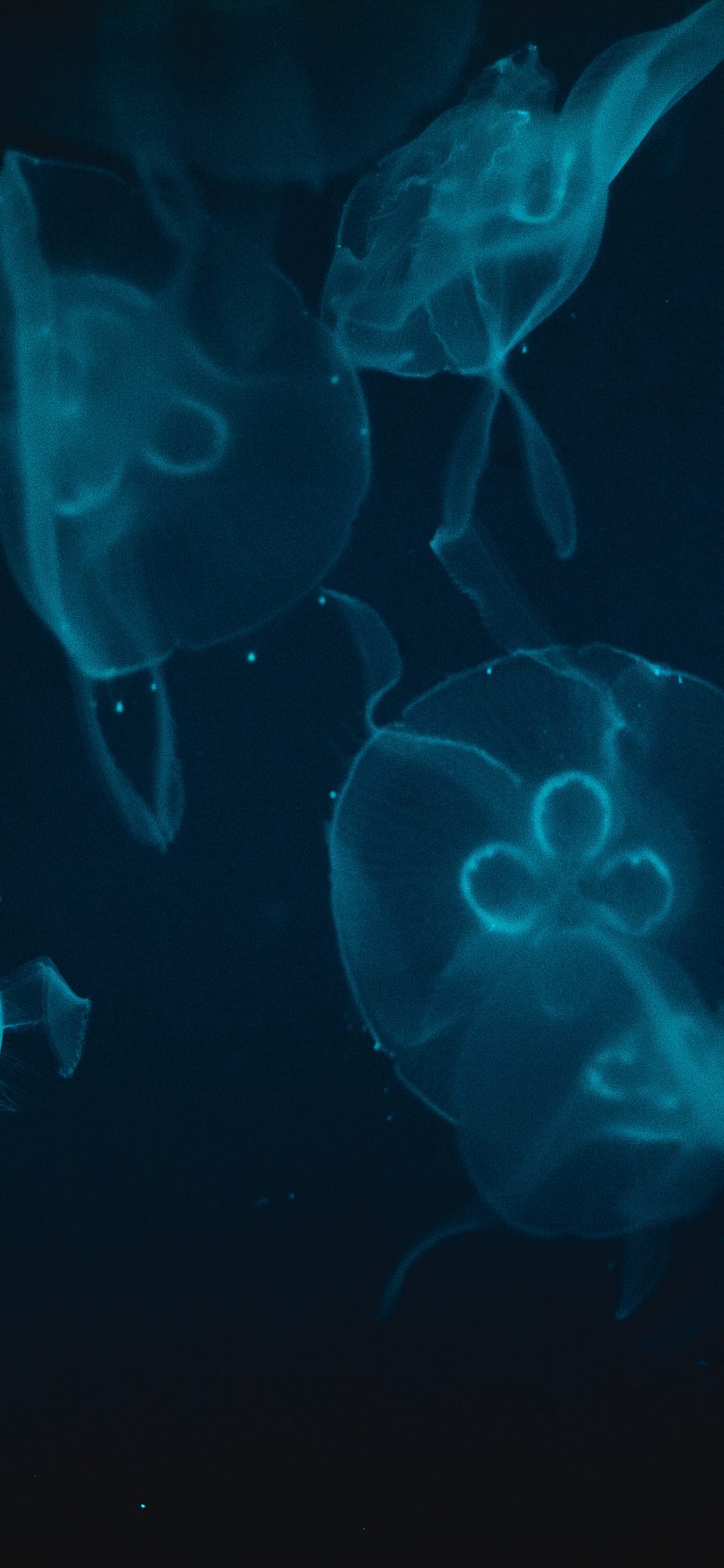 [2436×1125]水母 浮游 透明 海洋生物 苹果手机壁纸图片
