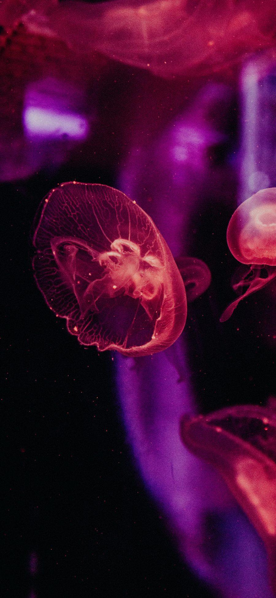 [2436×1125]水母 浮游 透明 灯光 苹果手机壁纸图片
