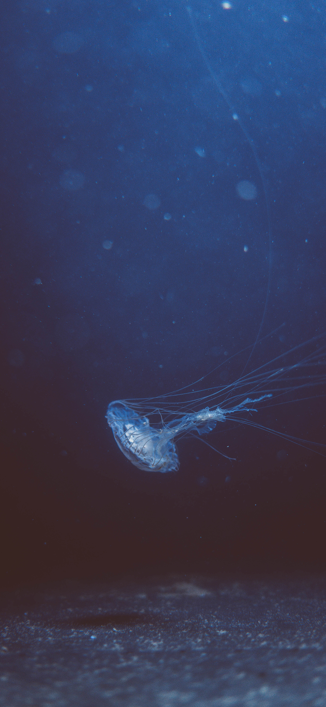 [2436×1125]水母 浮游 透明 生物 苹果手机壁纸图片