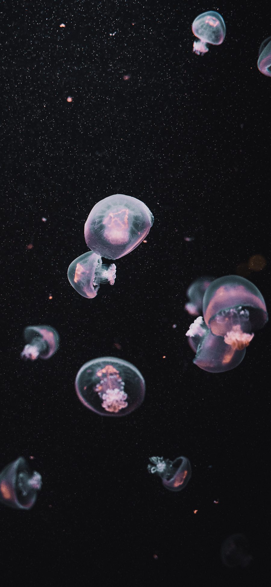 [2436×1125]水母 浮游 透明 群体 苹果手机壁纸图片