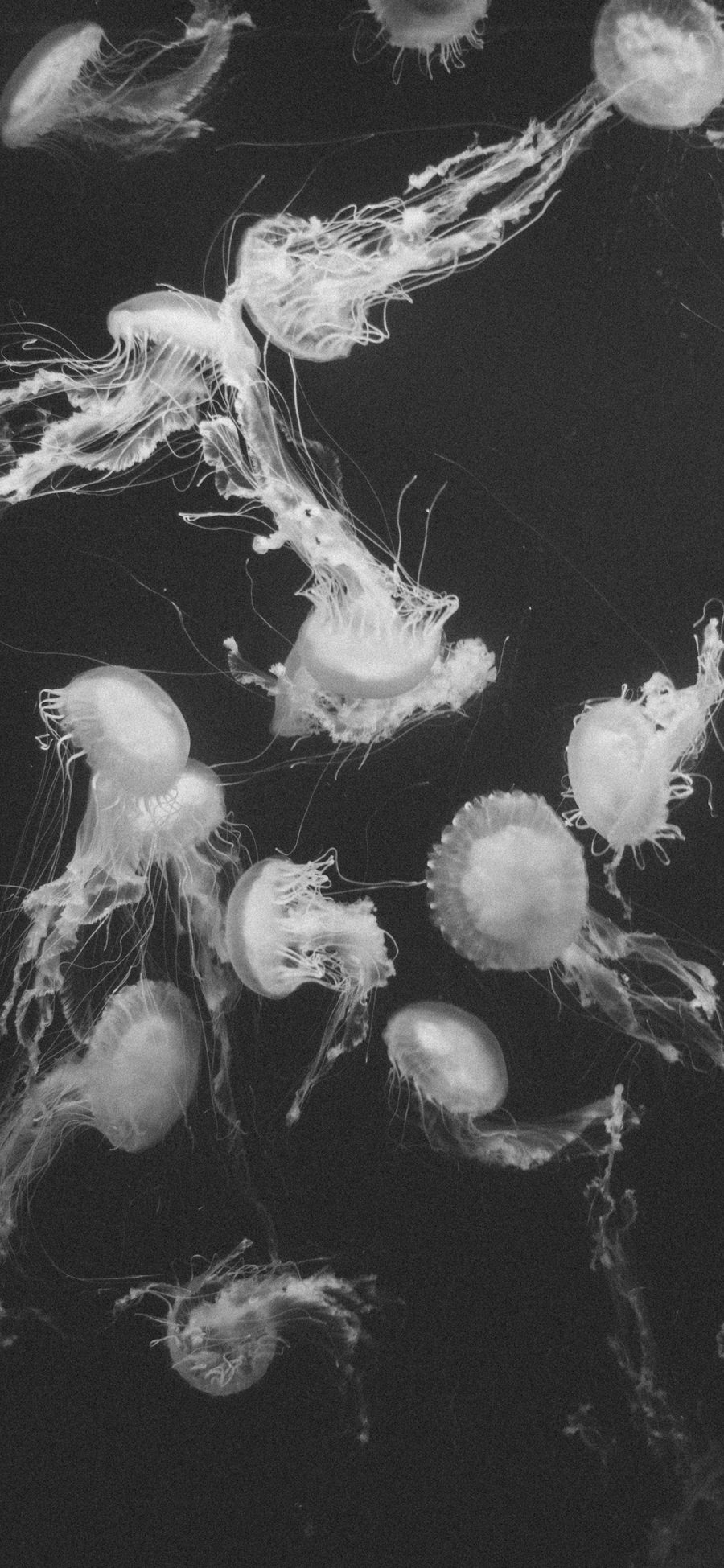 [2436×1125]水母 浮游 黑白 海洋生物 苹果手机壁纸图片