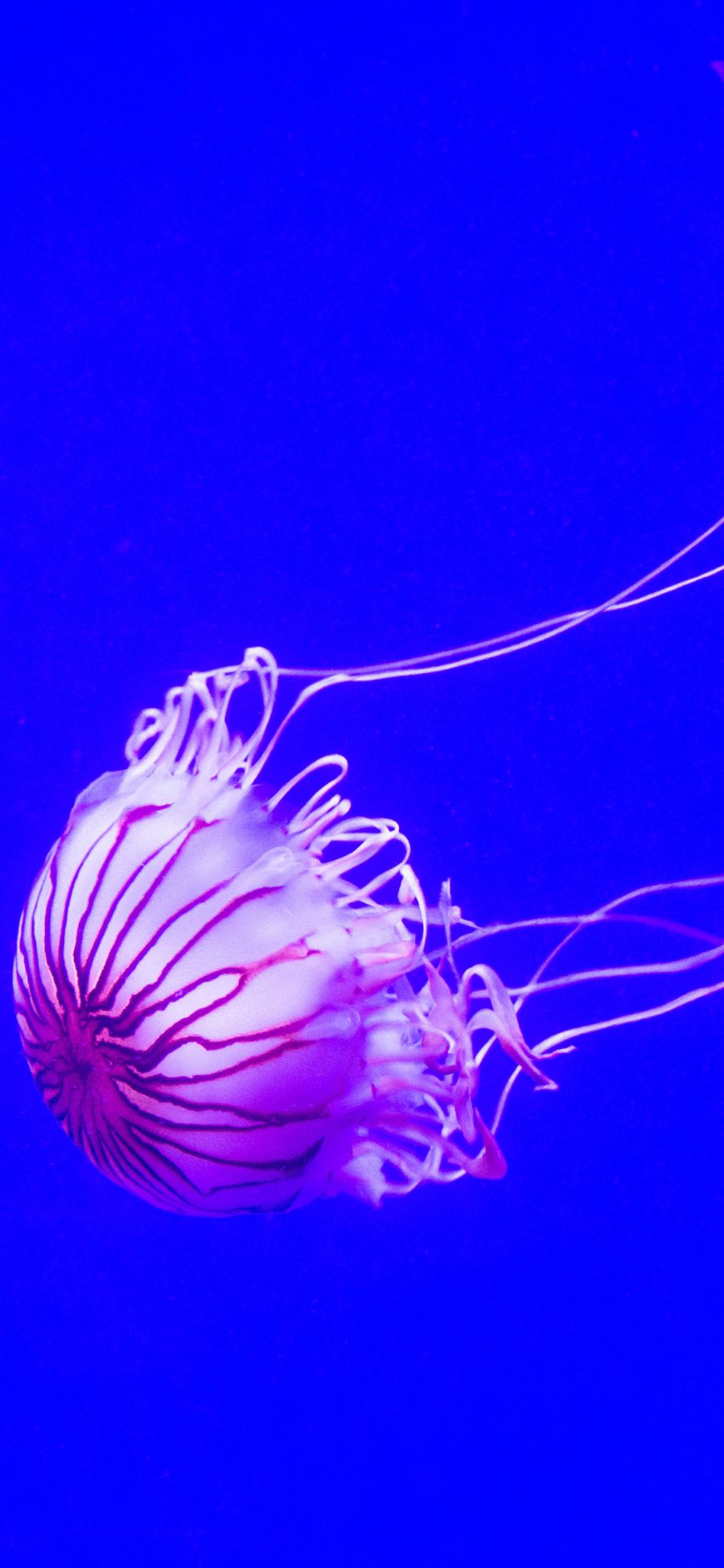 [2436×1125]水母 海底 浮游 海洋生物 苹果手机壁纸图片