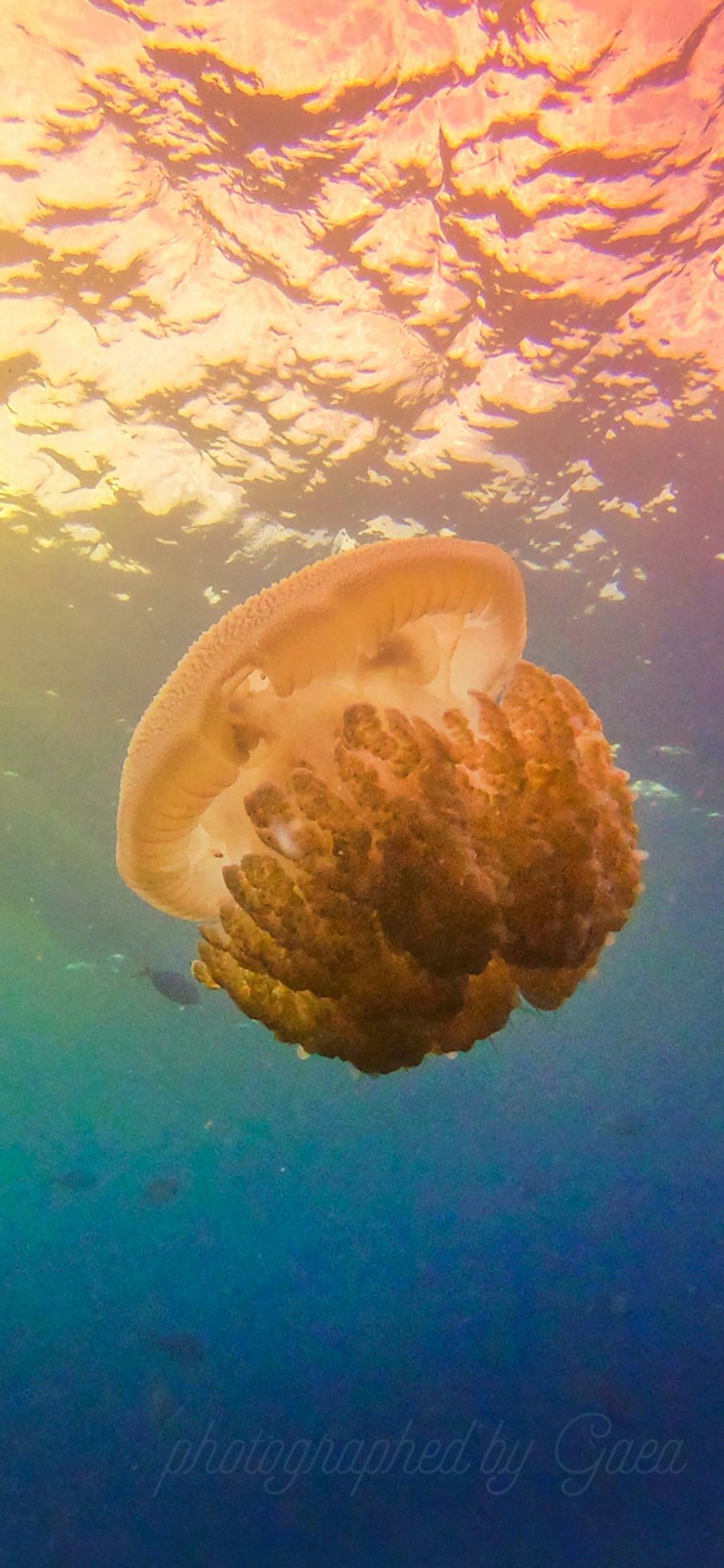 [2436×1125]水母 海洋 浮游 色彩 苹果手机壁纸图片