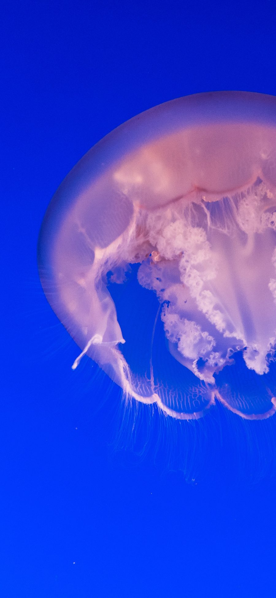 [2436×1125]水母 海洋 触手 养殖 苹果手机壁纸图片