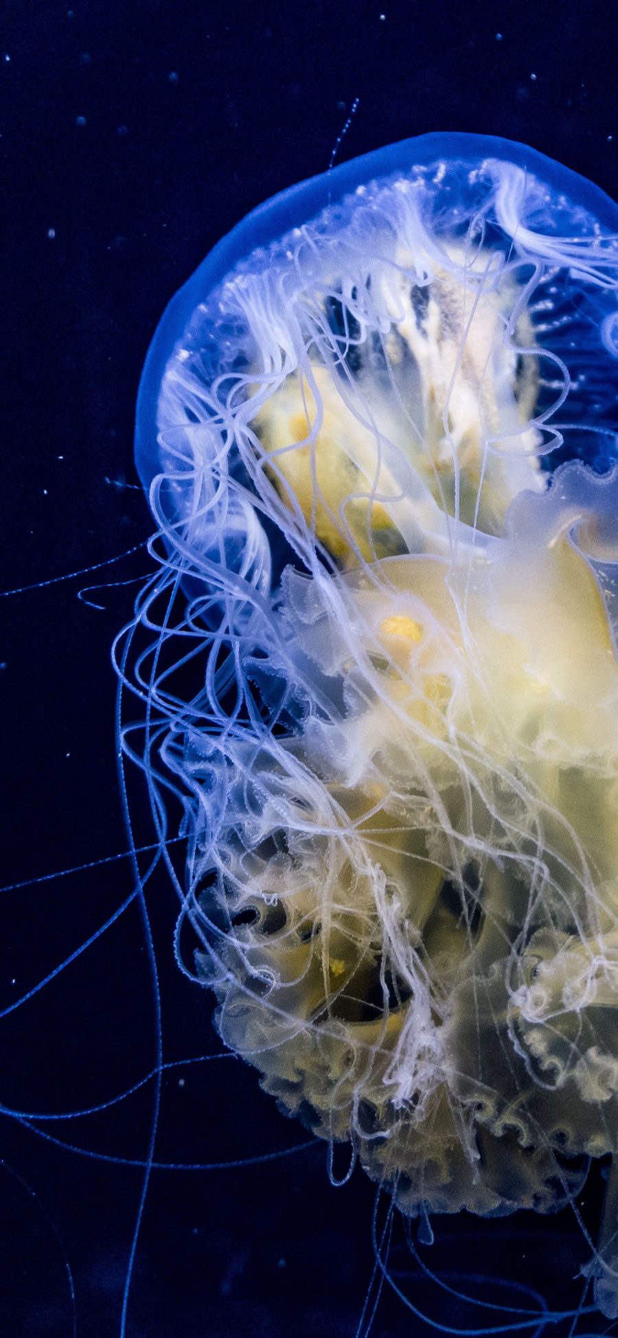 [2436×1125]水母 海洋 触手 透明 苹果手机壁纸图片