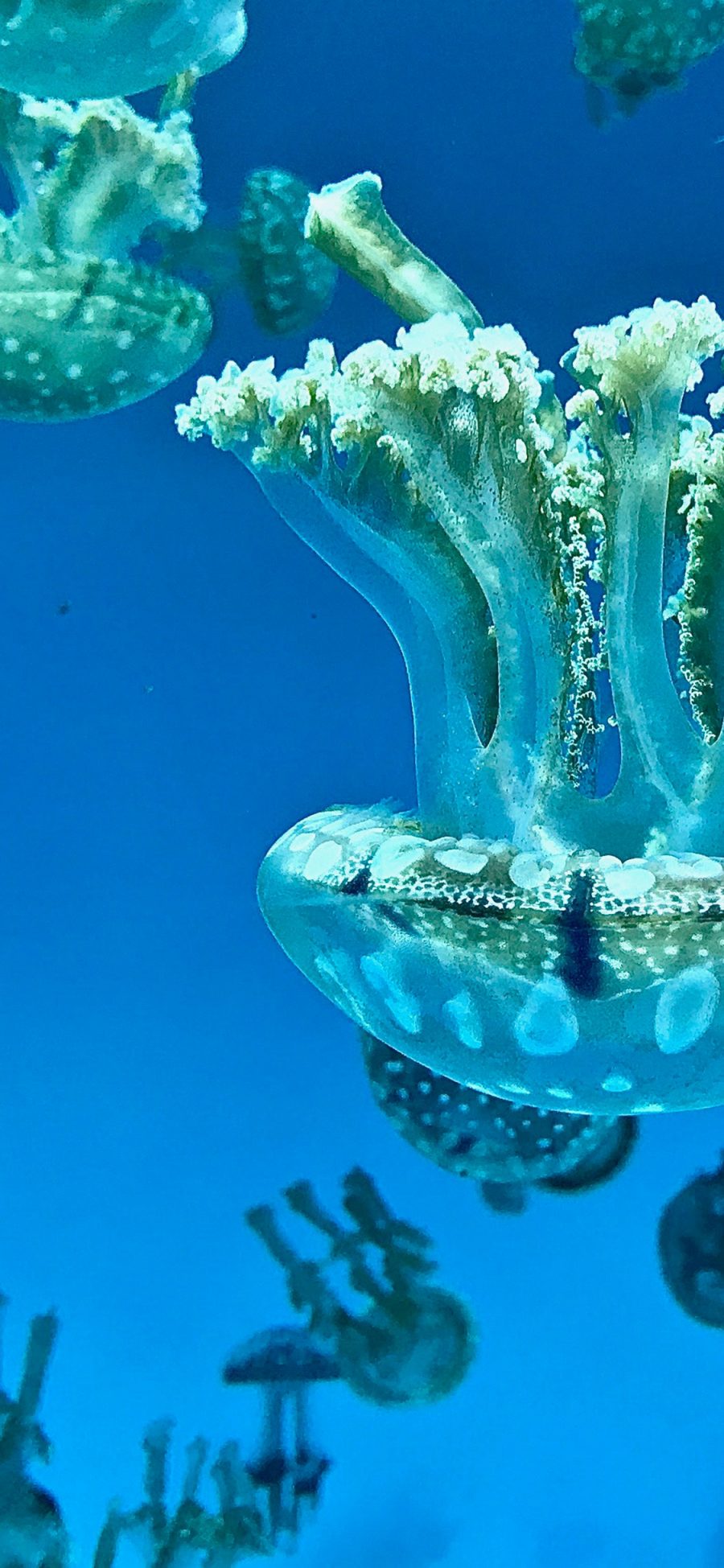 [2436×1125]水母 海洋 软体 透明 苹果手机壁纸图片