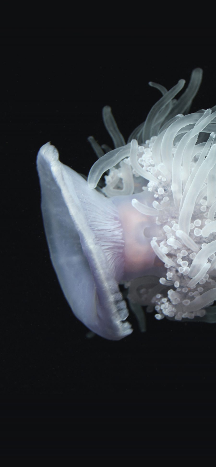 [2436×1125]水母 海洋生物 动物 白 苹果手机壁纸图片