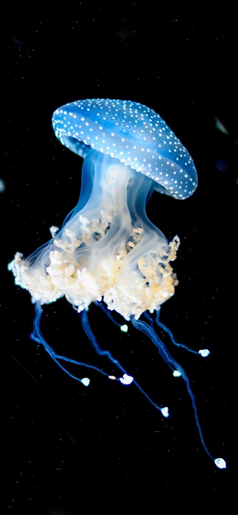 [2436×1125]水母 海洋生物 唯美 漂流 苹果手机壁纸图片