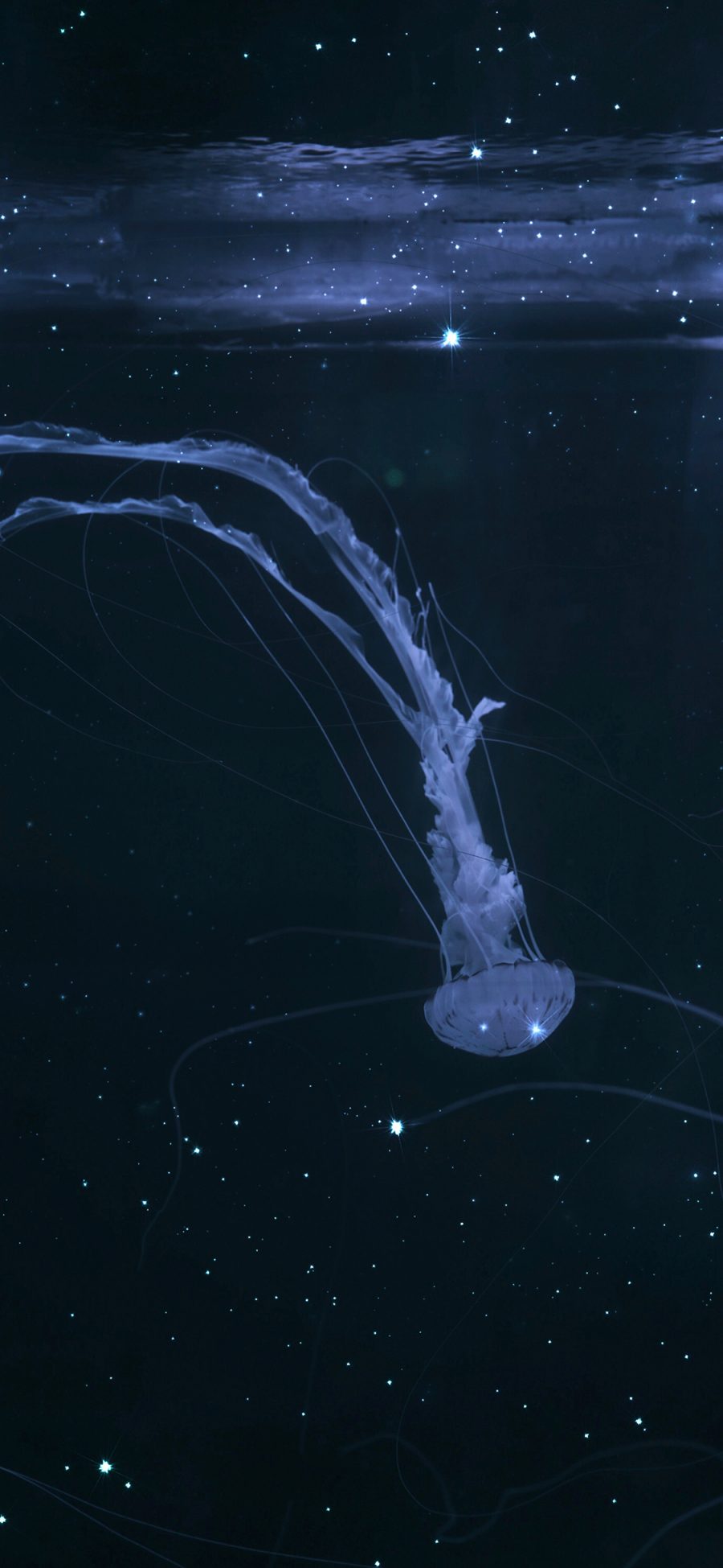 [2436×1125]水母 海洋生物 大海 深邃 透明 苹果手机壁纸图片
