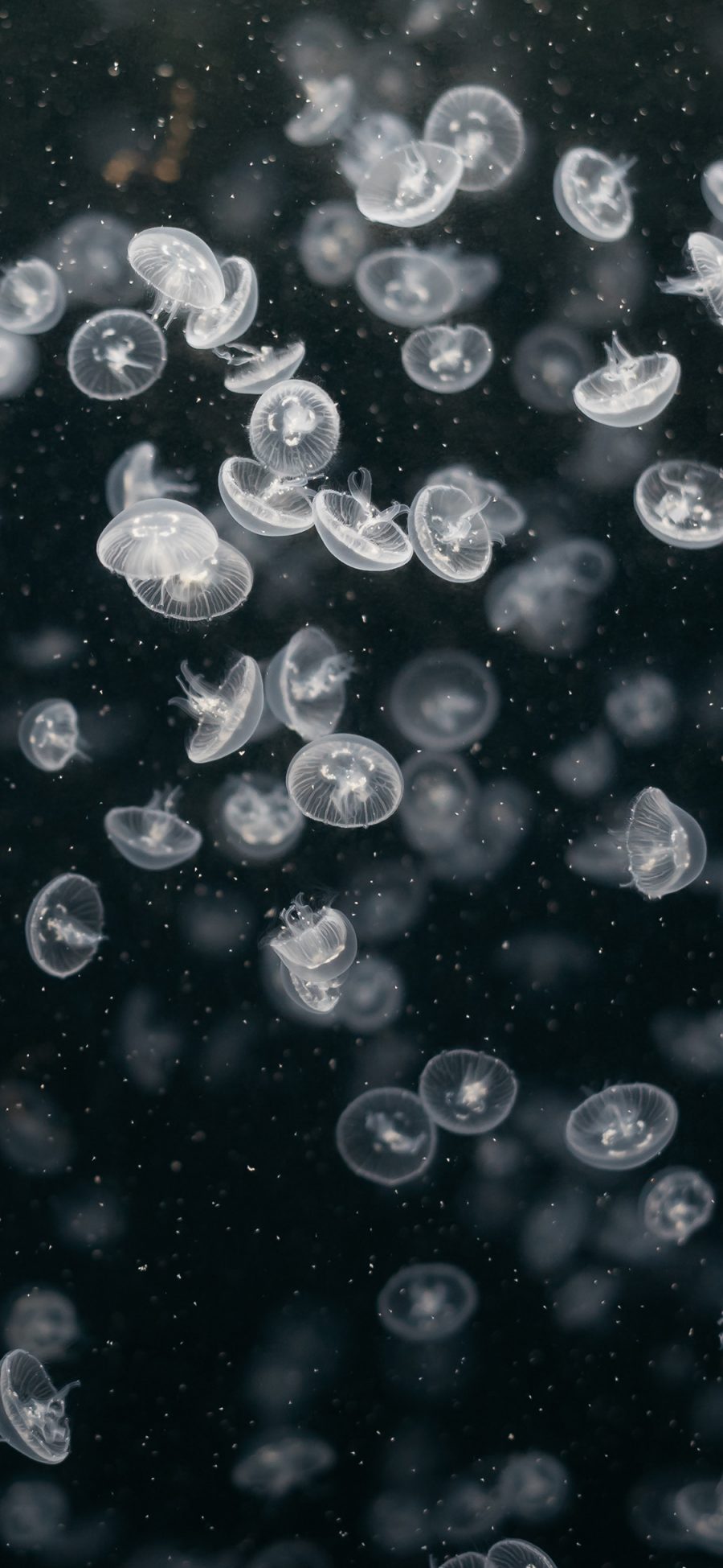 [2436×1125]水母 海洋生物 密集 透明 苹果手机壁纸图片