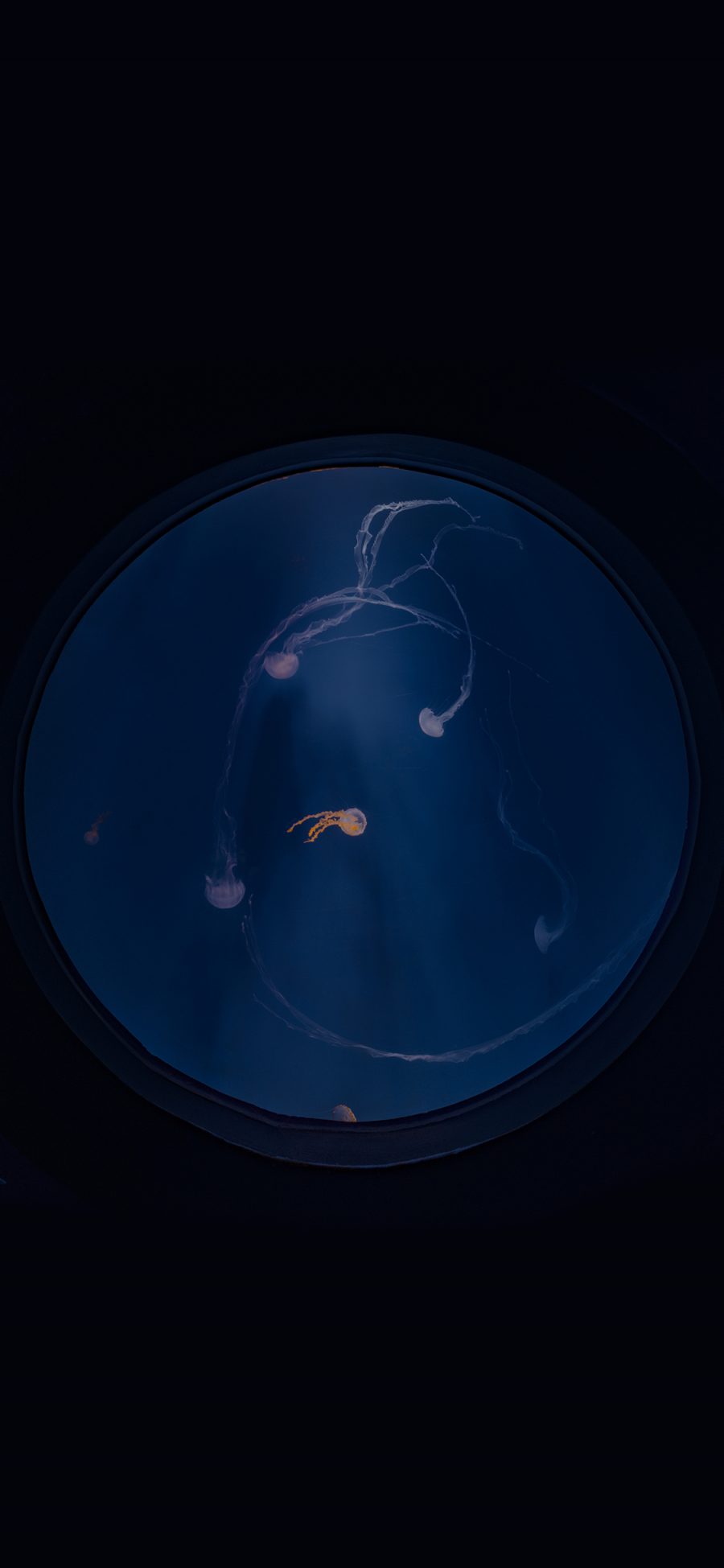 [2436×1125]水母 海洋生物 水族 蓝色 圆 苹果手机壁纸图片