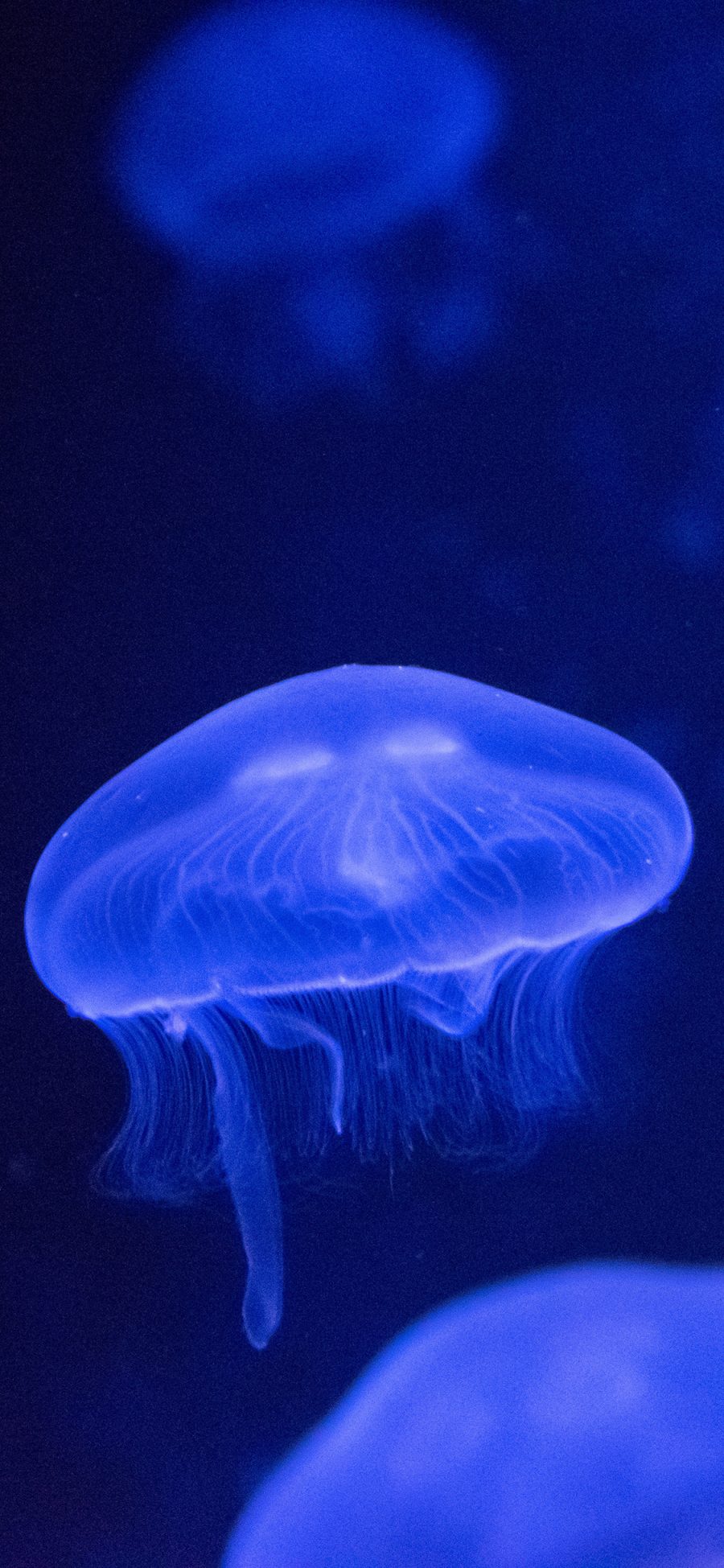 [2436×1125]水母 海洋生物 浮游  荧光 苹果手机壁纸图片