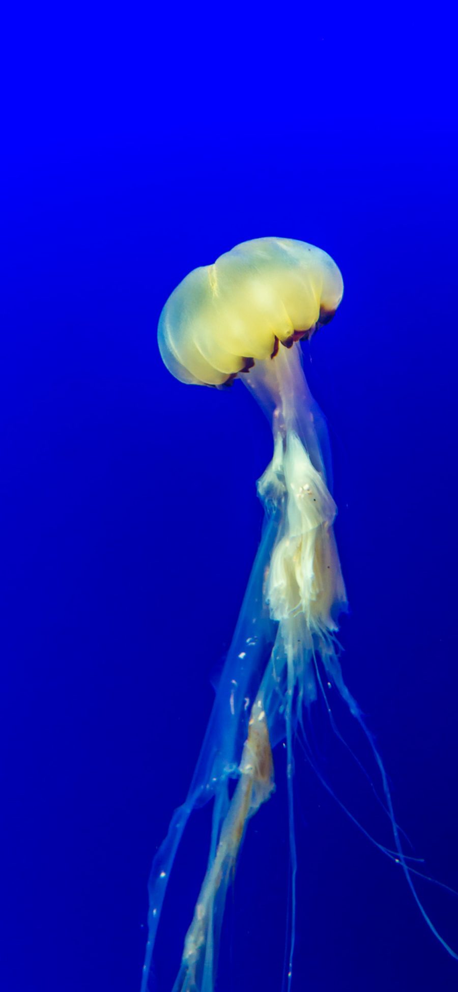 [2436×1125]水母 海洋生物 浮游  蓝 苹果手机壁纸图片