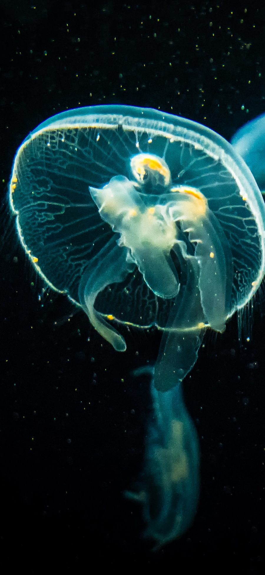 [2436×1125]水母 海洋生物 浮游 伞状 苹果手机壁纸图片