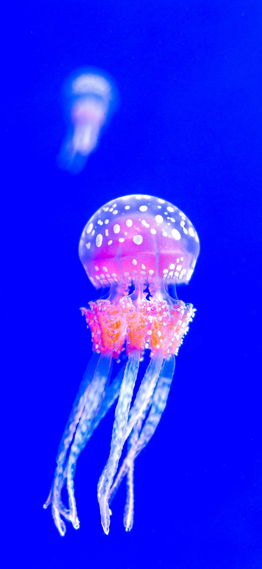 [2436×1125]水母 海洋生物 浮游 唯美 苹果手机壁纸图片