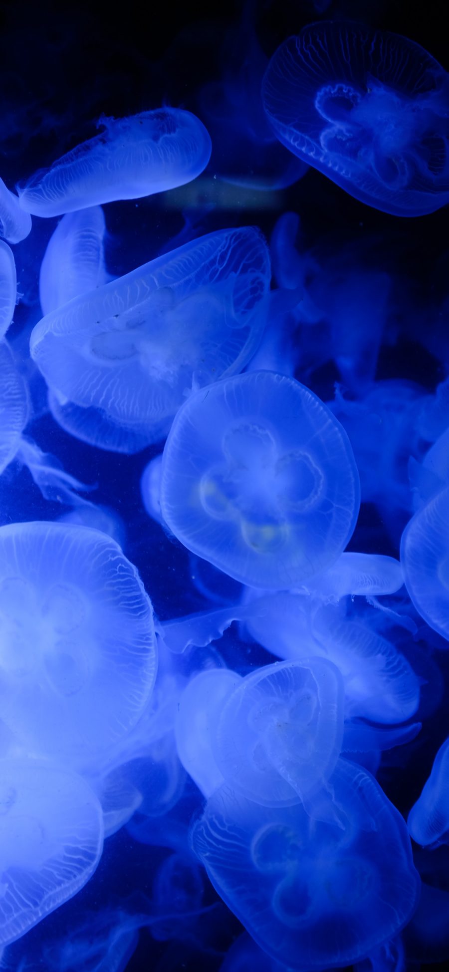 [2436×1125]水母 海洋生物 浮游 密集 蓝 苹果手机壁纸图片