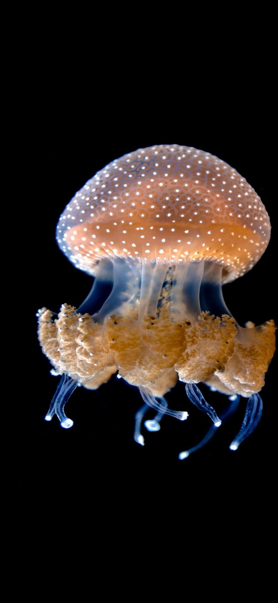 [2436×1125]水母 海洋生物 浮游 形态 苹果手机壁纸图片