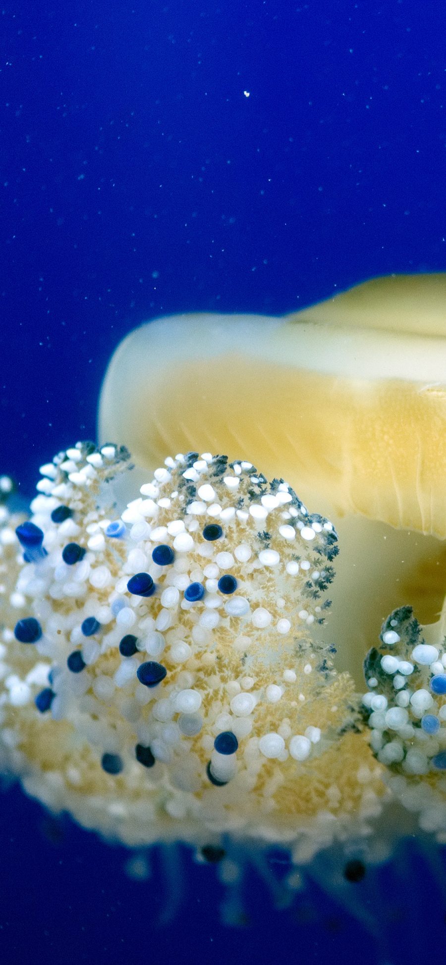 [2436×1125]水母 海洋生物 浮游 海洋 苹果手机壁纸图片