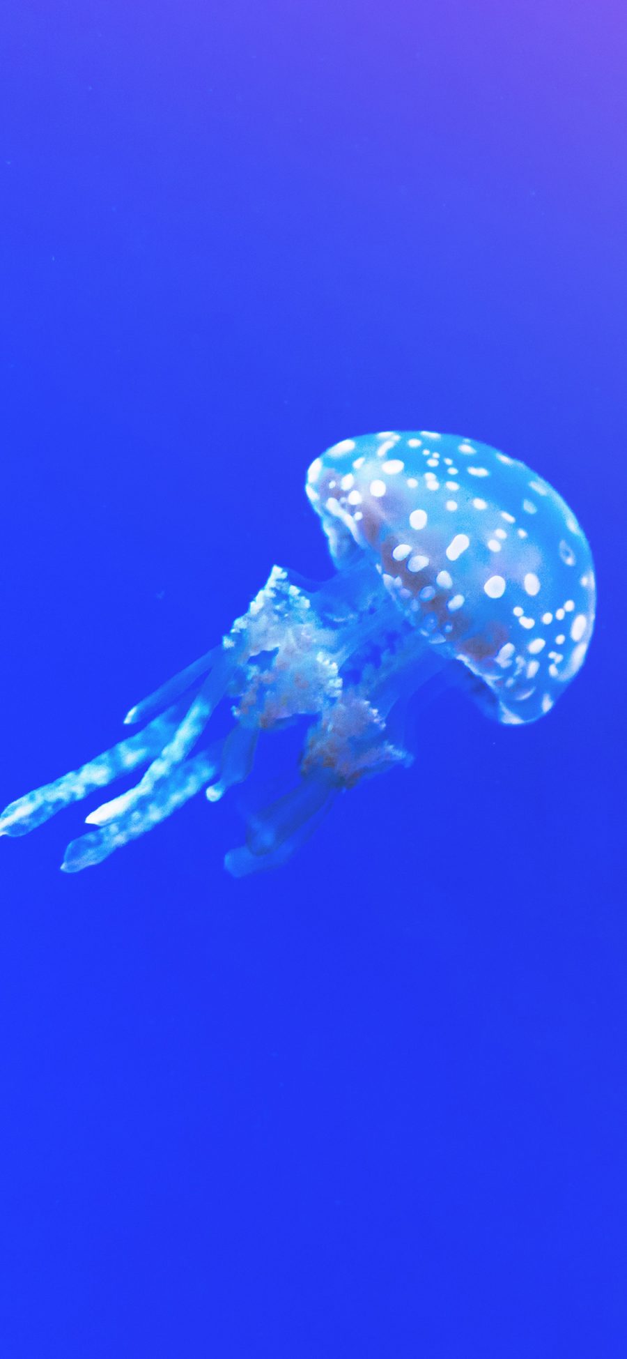 [2436×1125]水母 海洋生物 浮游 海蜇 大海 苹果手机壁纸图片