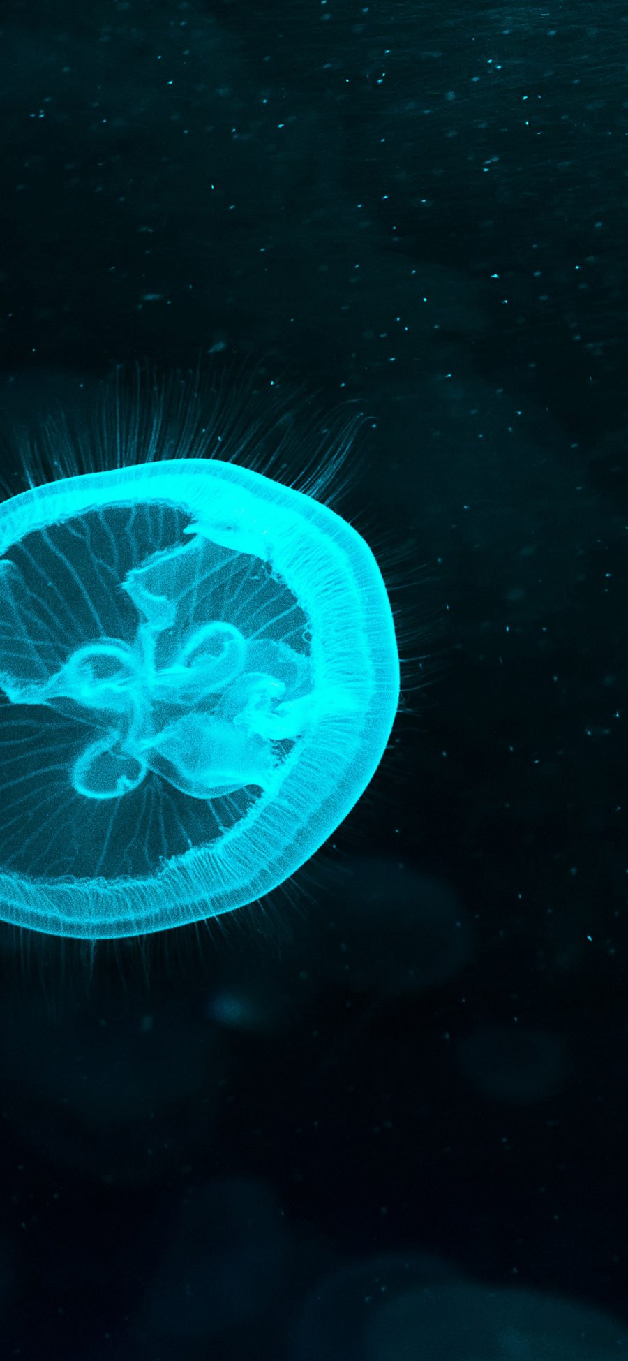 [2436×1125]水母 海洋生物 浮游 荧光 苹果手机壁纸图片