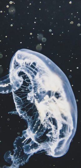 [2436x1125]水母 海洋生物 浮游 荧光 海蜇 触手 苹果手机壁纸图片