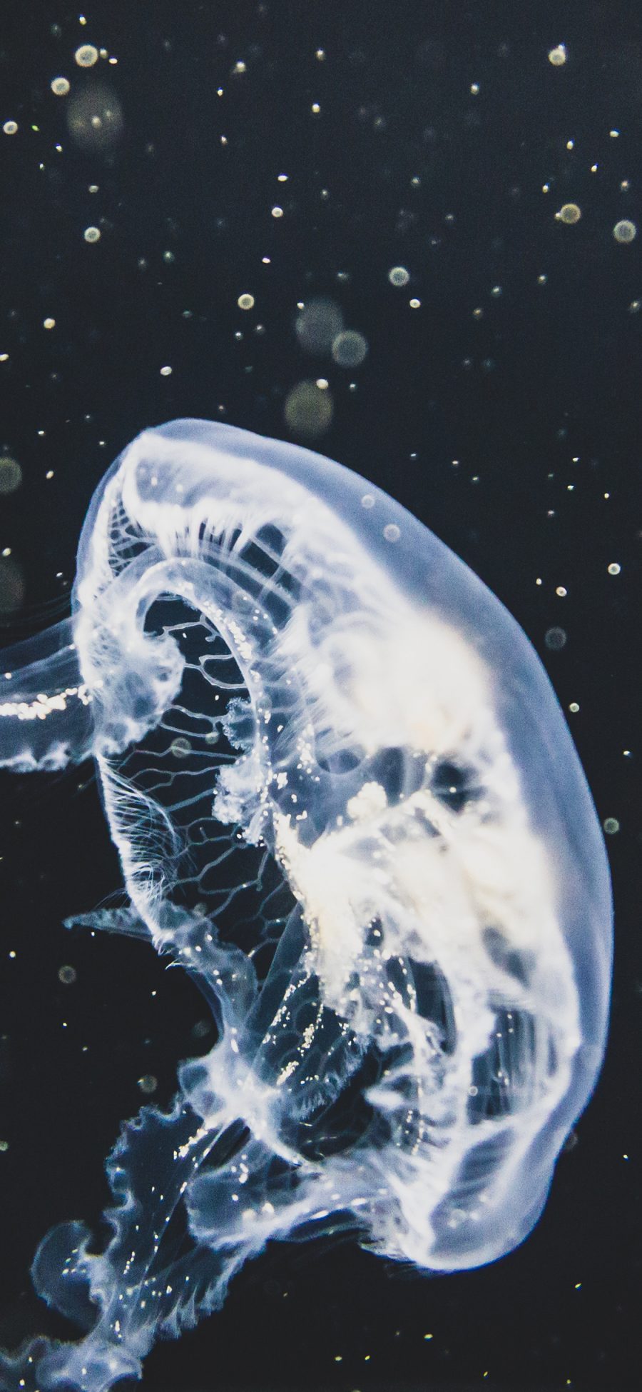 [2436×1125]水母 海洋生物 浮游 荧光 海蜇 触手 苹果手机壁纸图片