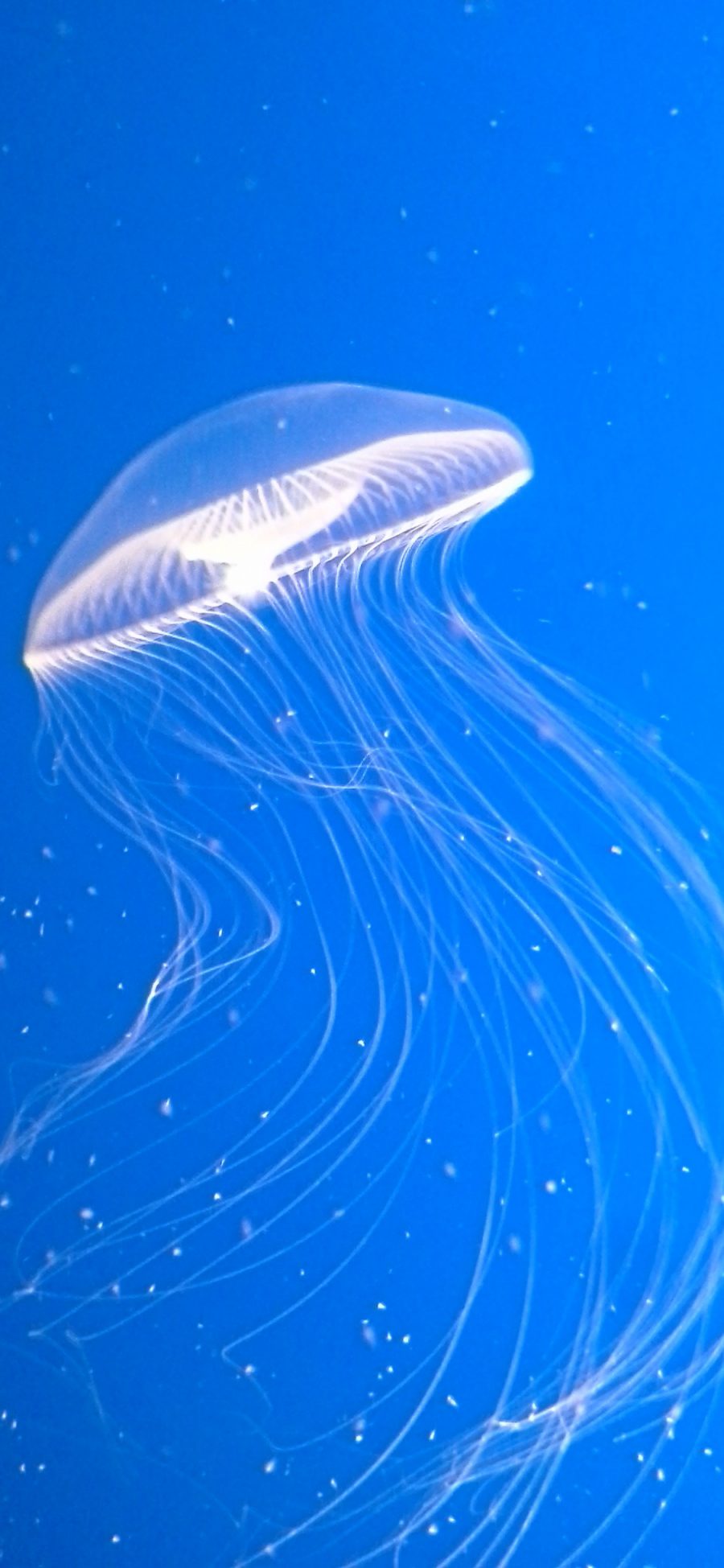 [2436×1125]水母 海洋生物 浮游 蓝 苹果手机壁纸图片