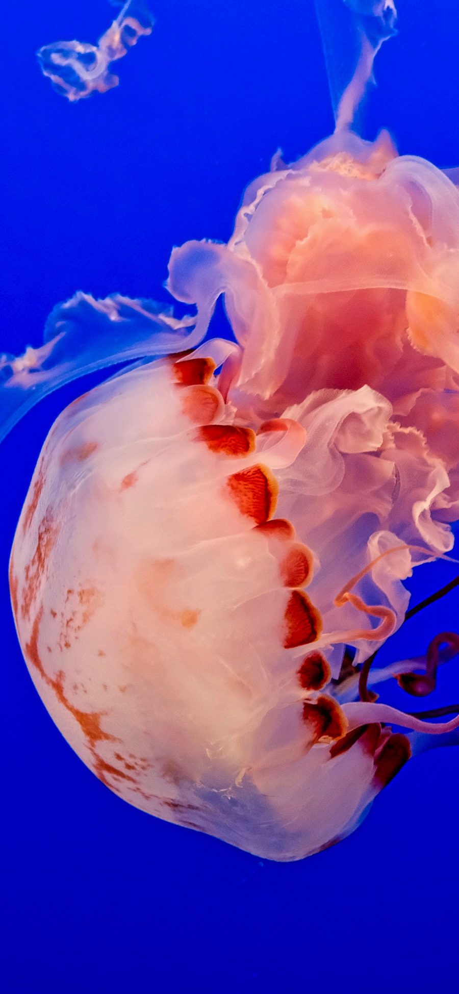 [2436×1125]水母 海洋生物 浮游 触手 苹果手机壁纸图片
