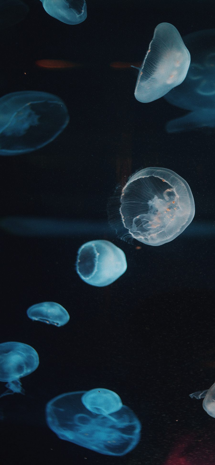 [2436×1125]水母 海洋生物 海底 漂浮 苹果手机壁纸图片