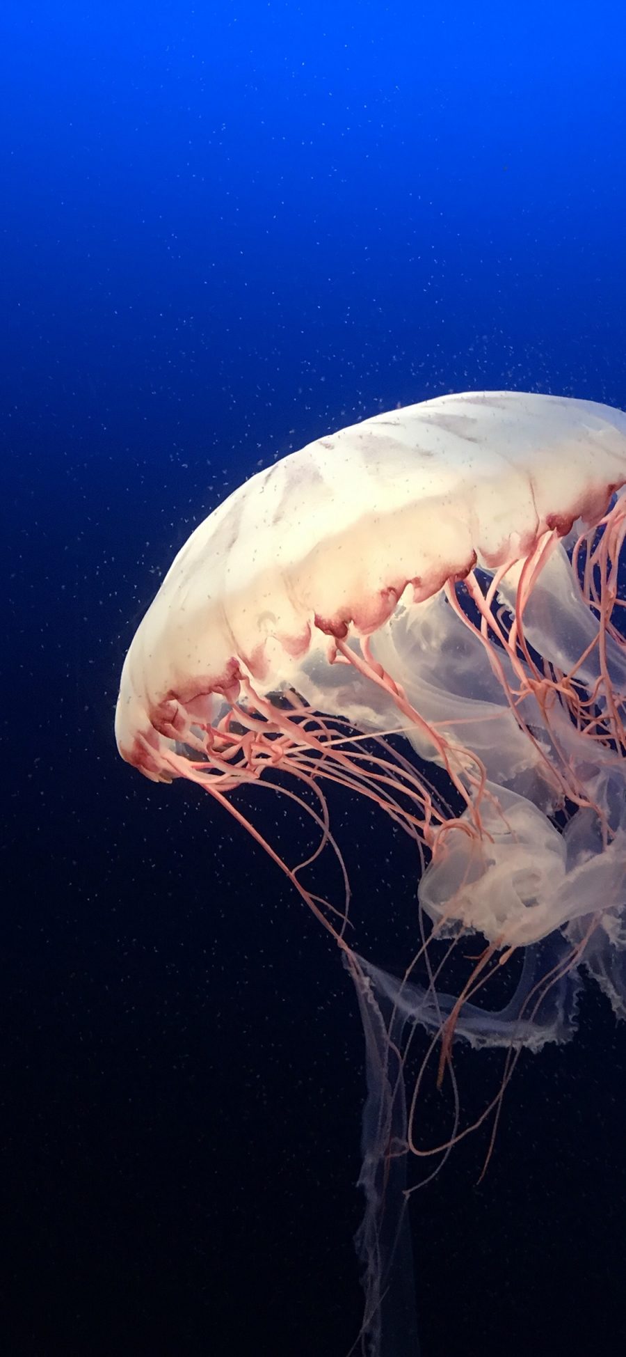 [2436×1125]水母 海洋生物 海底 触手 苹果手机壁纸图片