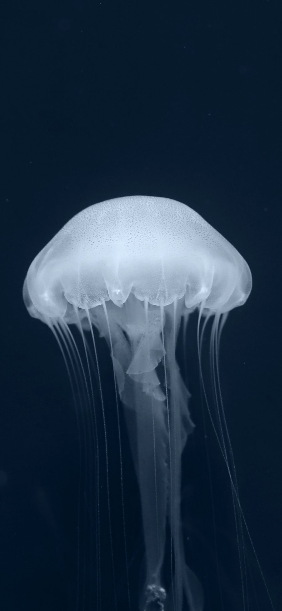 [2436×1125]水母 海洋生物 游动 唯美 苹果手机壁纸图片