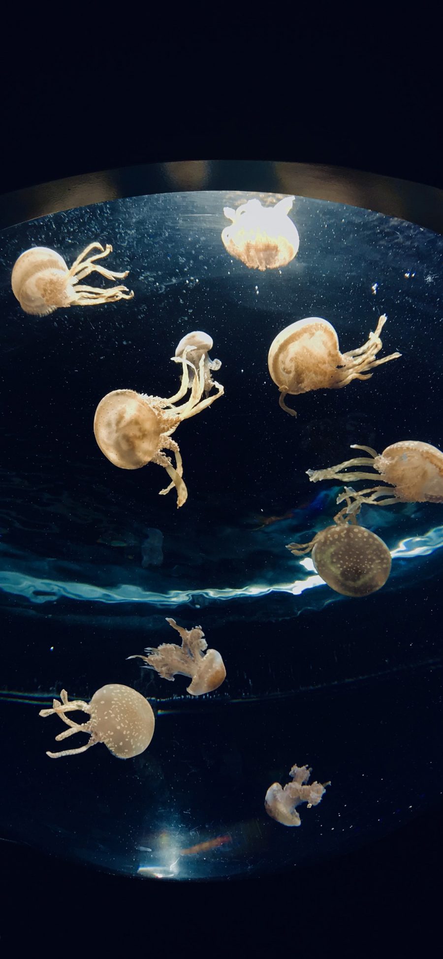 [2436×1125]水母 海洋生物 游动 水族 苹果手机壁纸图片