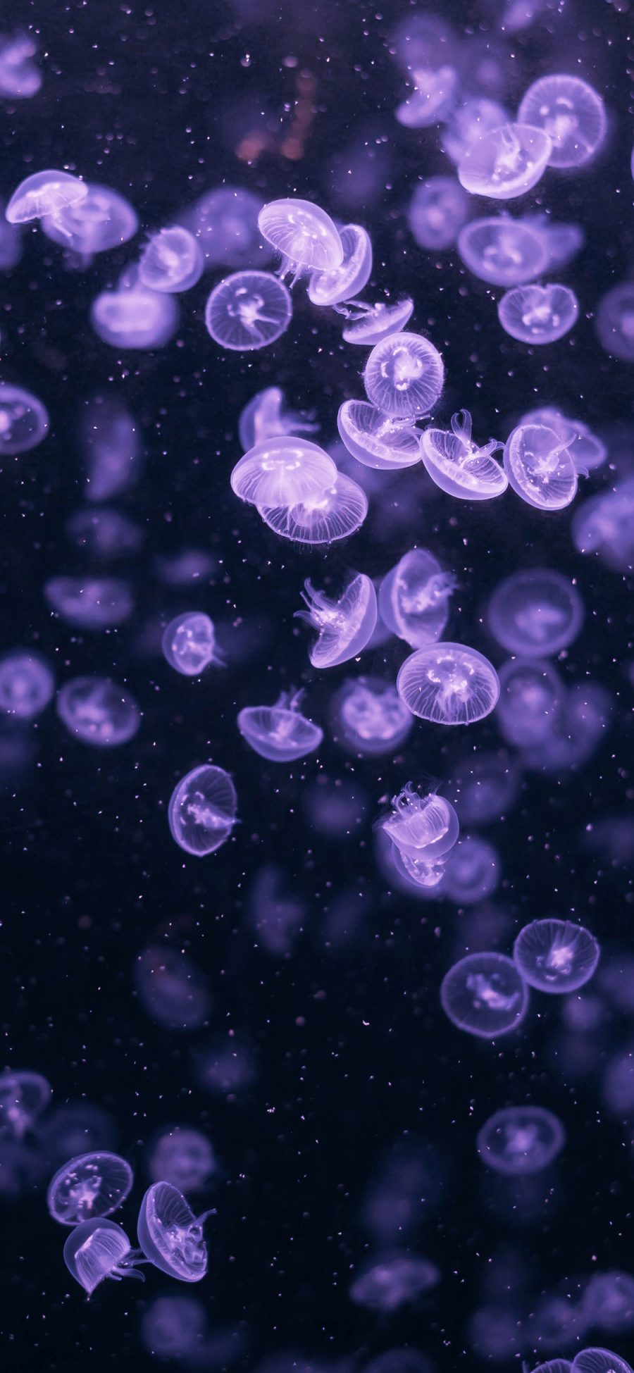 [2436×1125]水母 海洋生物 游动 紫色 透明 苹果手机壁纸图片
