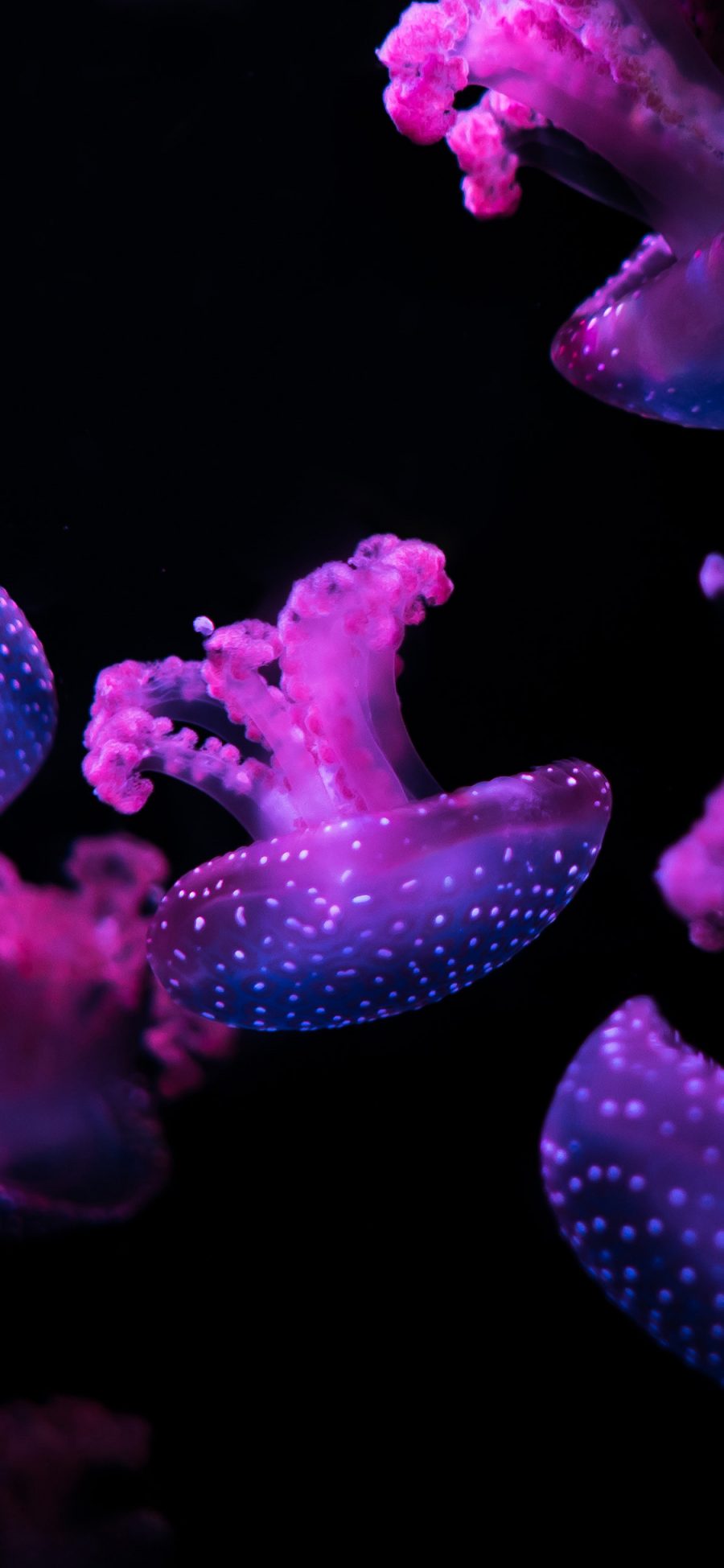 [2436×1125]水母 海洋生物 游动 紫色 黑暗 苹果手机壁纸图片