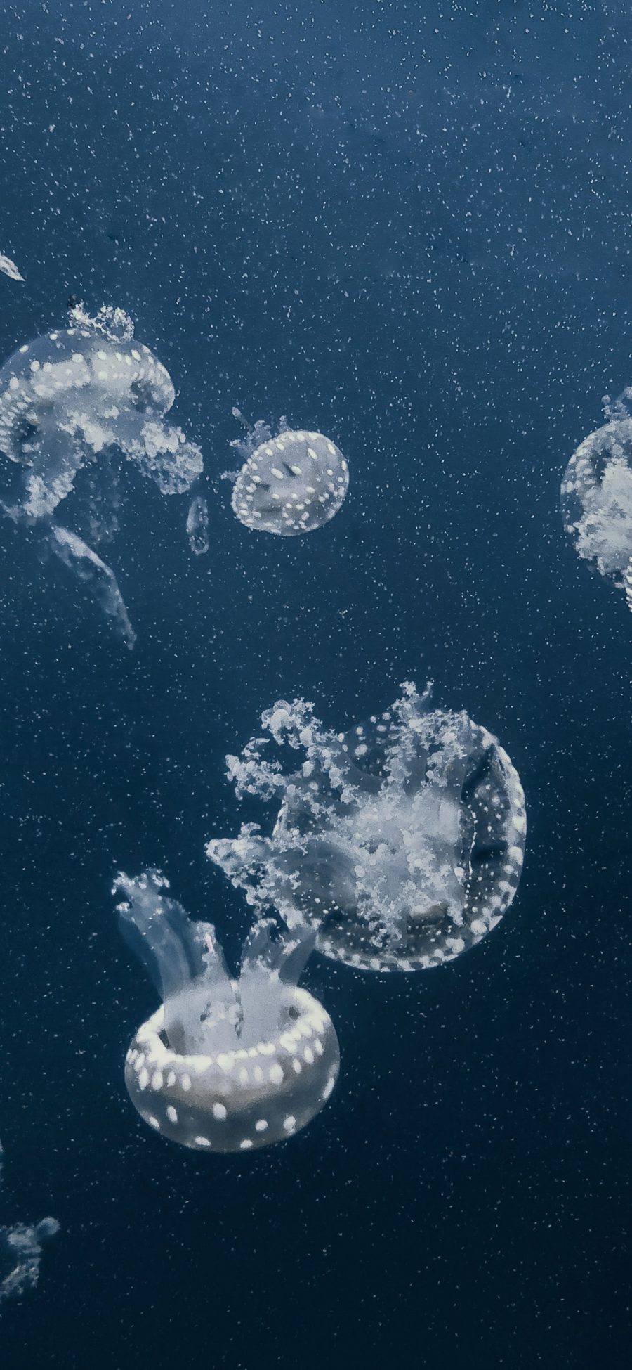 [2436×1125]水母 海洋生物 游动 蓝色 苹果手机壁纸图片