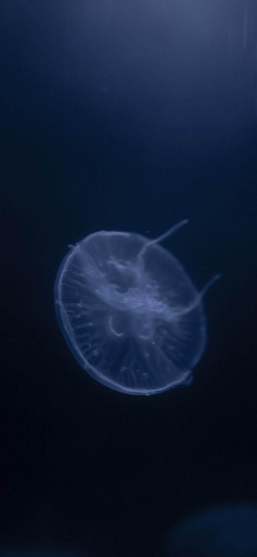 [2436×1125]水母 海洋生物 游动 蓝色 透明 苹果手机壁纸图片