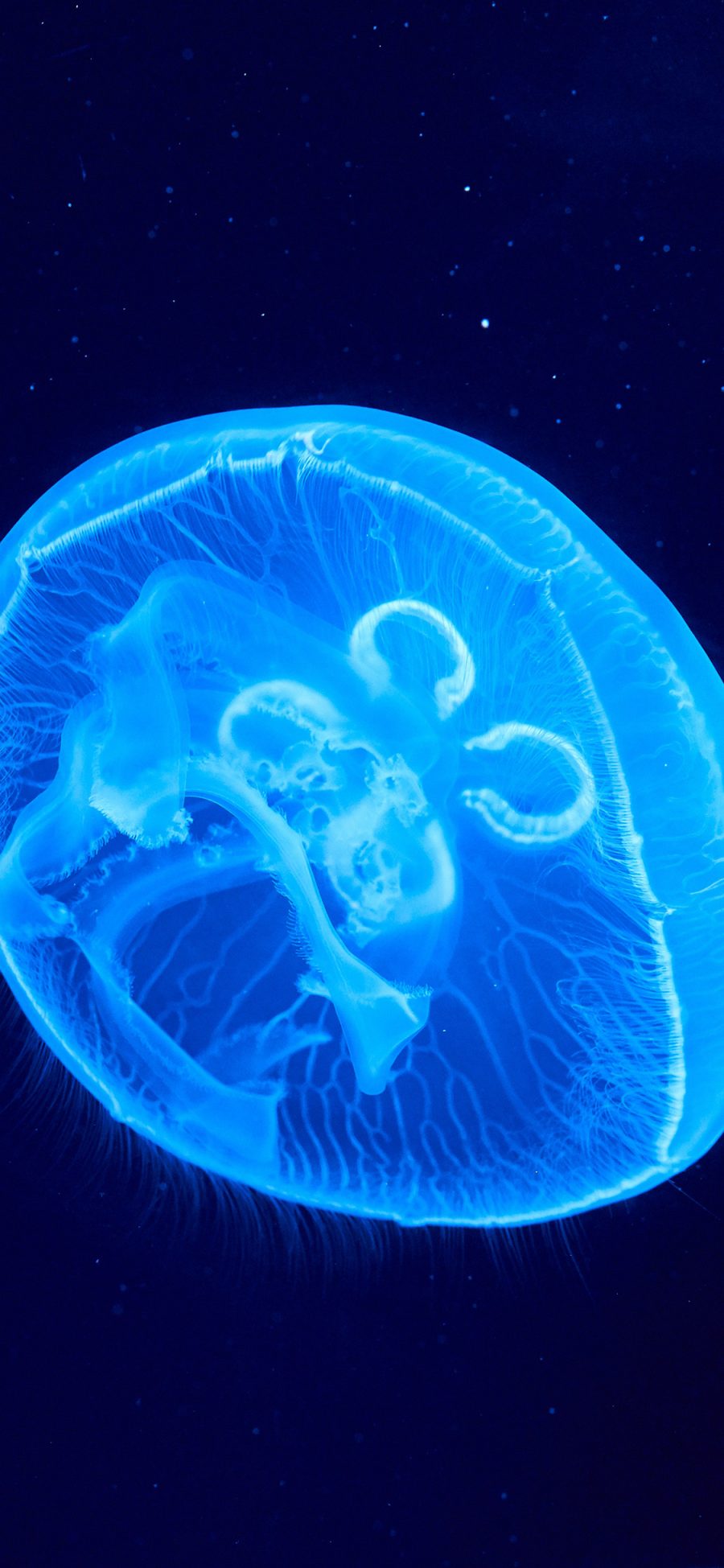 [2436×1125]水母 海洋生物 游动 透明 蓝色 苹果手机壁纸图片