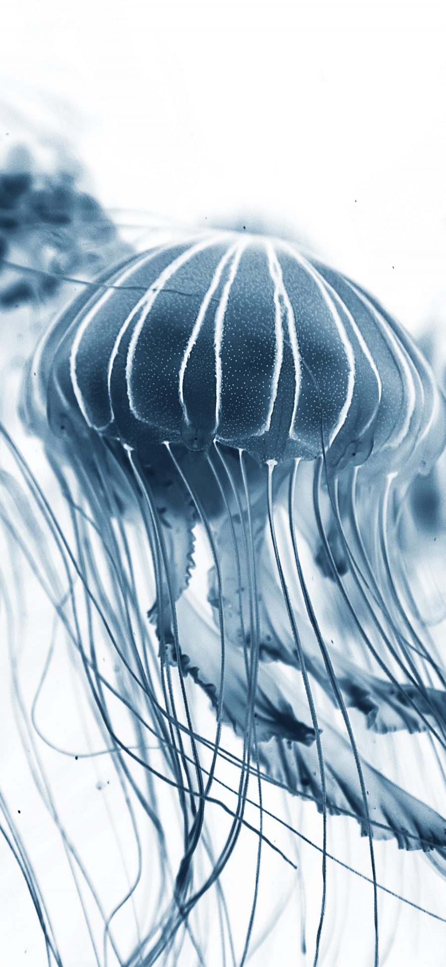 [2436×1125]水母 海洋生物 漂浮 墨色 苹果手机壁纸图片