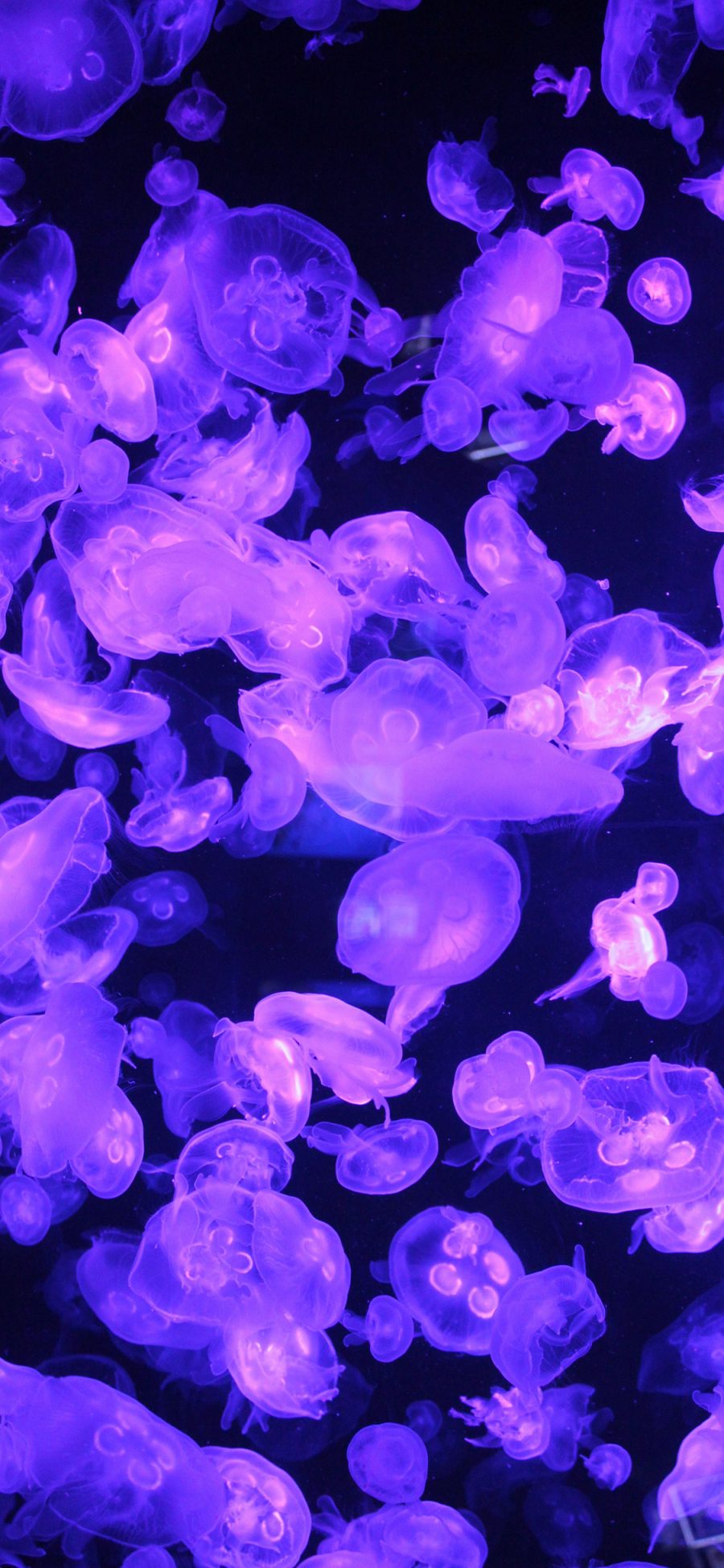 [2436×1125]水母 海洋生物 紫色 种群 透明 游动 苹果手机壁纸图片
