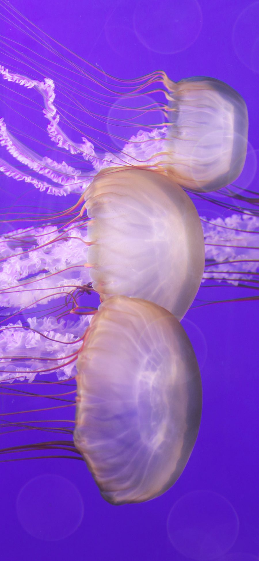 [2436×1125]水母 海洋生物 紫色 透明 游动 苹果手机壁纸图片
