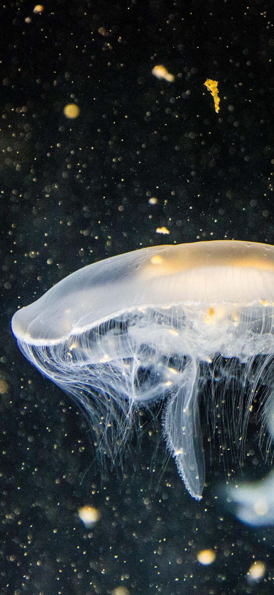 [2436×1125]水母 海洋生物 荧光 苹果手机壁纸图片