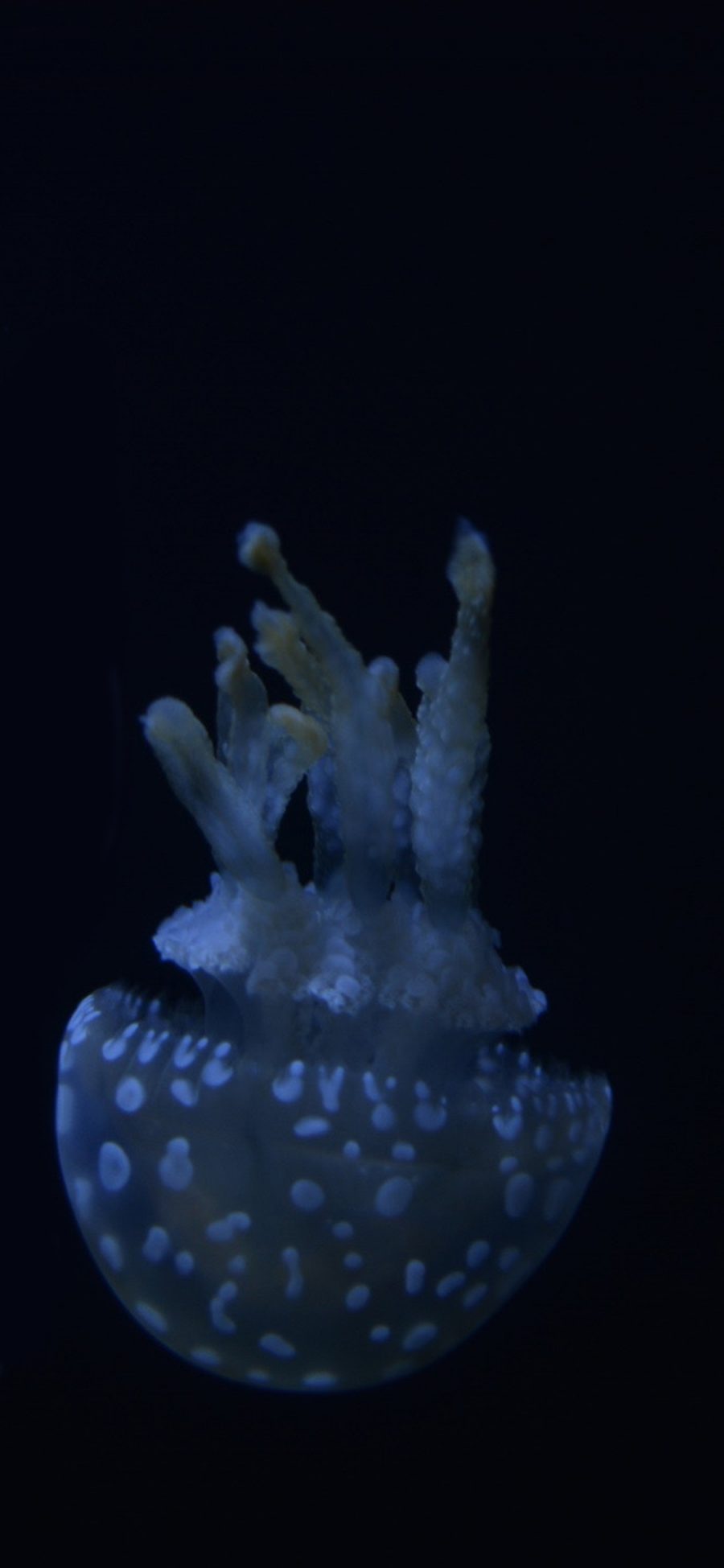[2436×1125]水母 海洋生物 荧光 创意 苹果手机壁纸图片