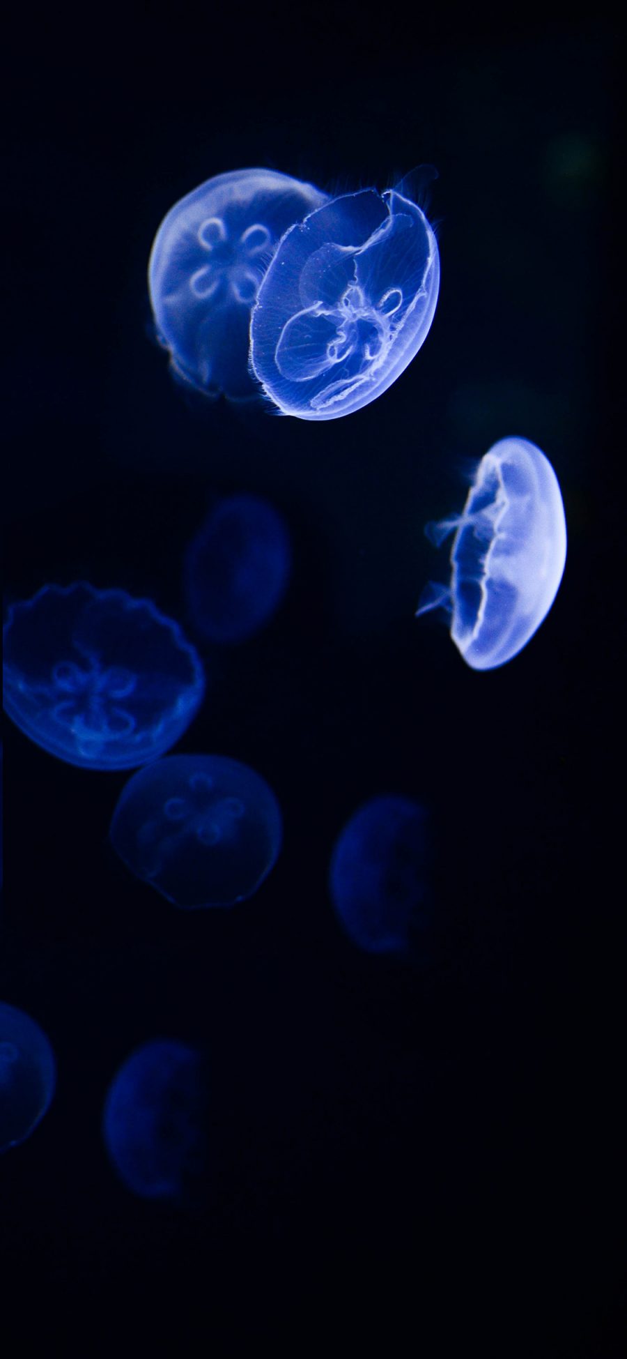 [2436×1125]水母 海洋生物 荧光 漂浮 苹果手机壁纸图片