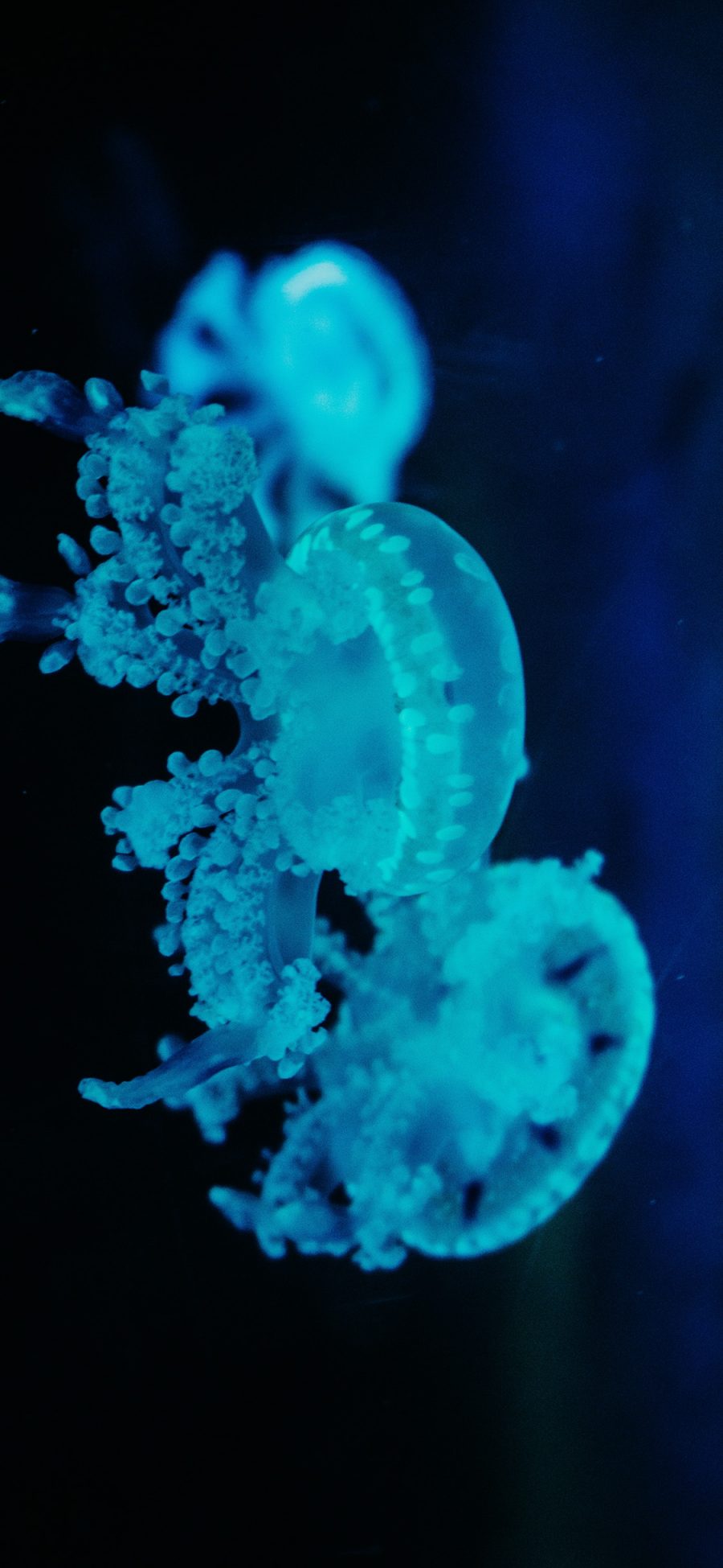 [2436×1125]水母 海洋生物 蓝色 游动 种群 苹果手机壁纸图片