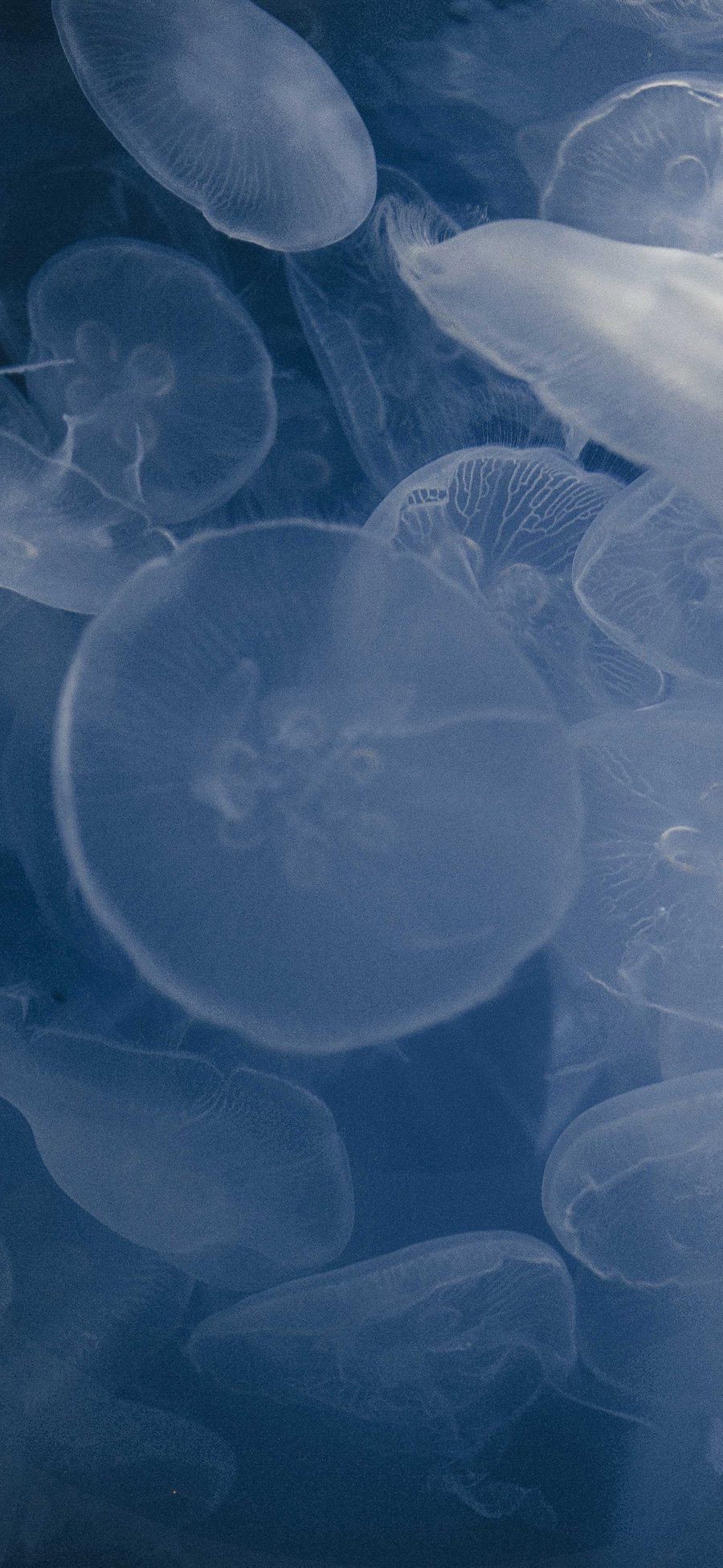 [2436×1125]水母 海洋生物 蓝色 透明 苹果手机壁纸图片